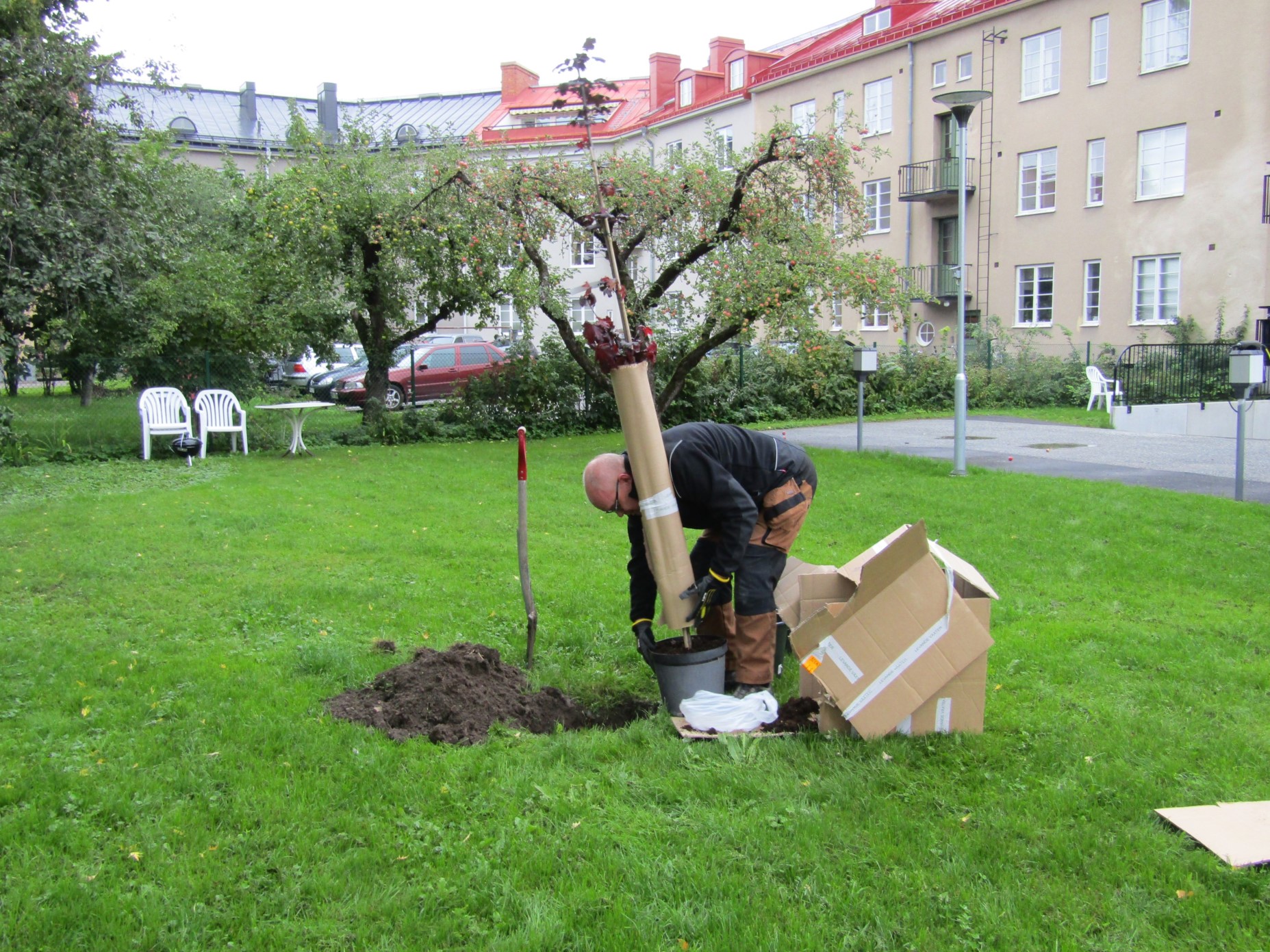 Tree.KO6 2